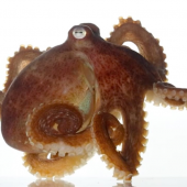 Pulpo