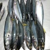 Whole mackerel Scomber Japonicus - Mackerel