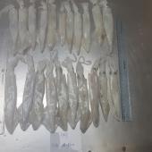 Whole Loligo Hagy squid - Whole squid