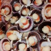 Scallop (Meida valva carved with coral stem without coral) - Half valve