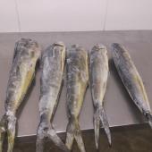 Mahi Mahi Coryphaena Hippurs (Whole, HG, HGT, skinless fillet, skin fillet, slices and portions) - Whole Mahi Mahi