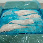 Hake Merluccius Gayi (Whole, HG, HGT, Fillet) - Hake fillet