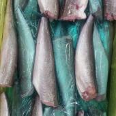 Pescada Merluccius Gayi (Inteira, HG, HGT, Filete) - Pescada HGT