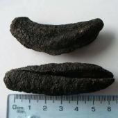 Dried sea cucumber Patallus Mollis - Dried cucumber