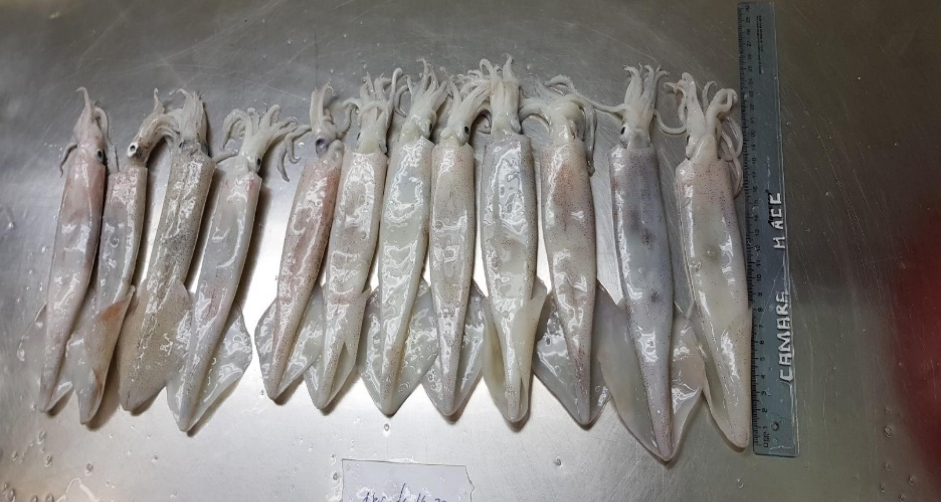 Whole Loligo Hagy squid - Whole squid