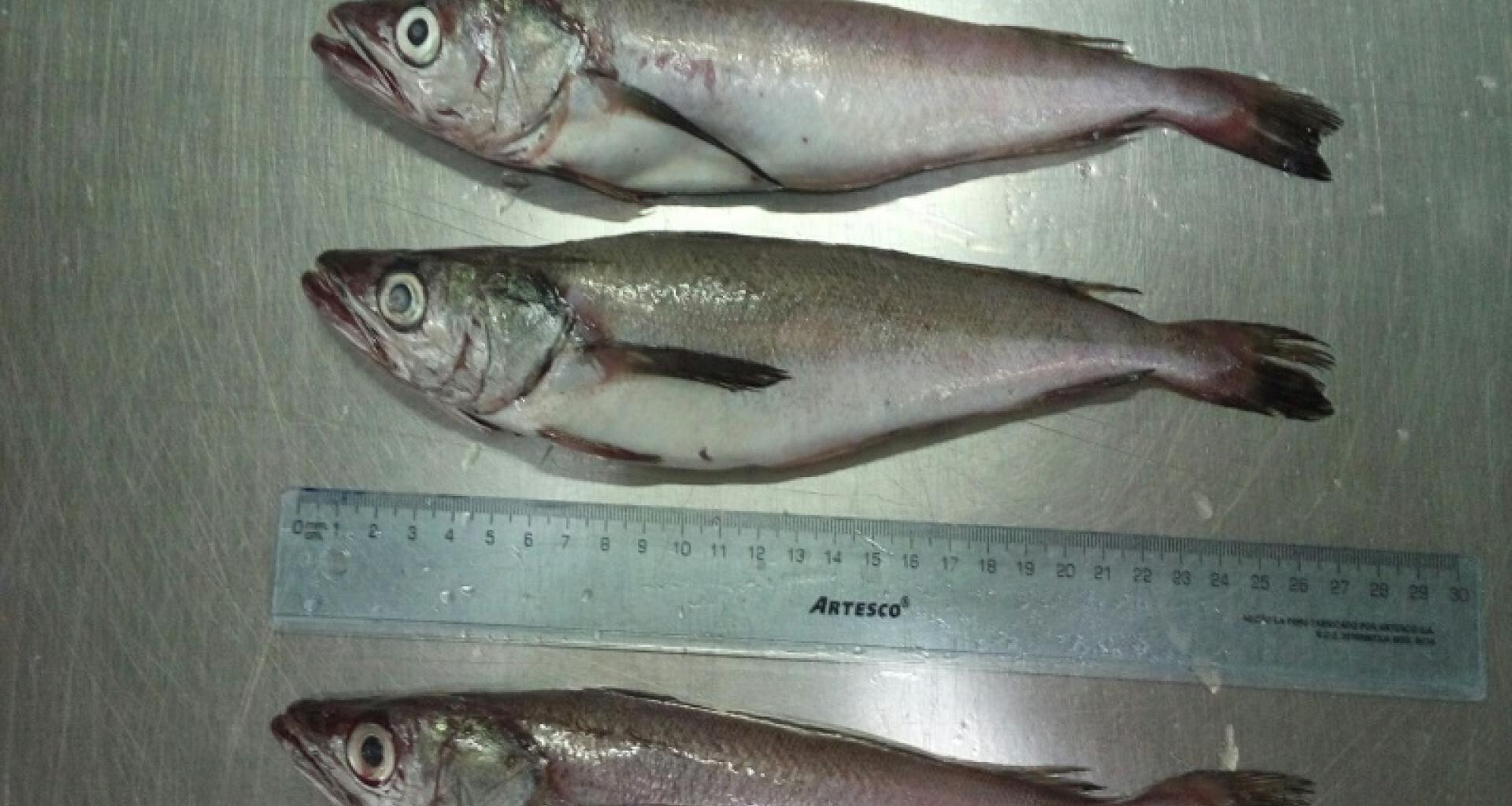 Pescada Merluccius Gayi (Inteira, HG, HGT, Filete) - Pescada inteira