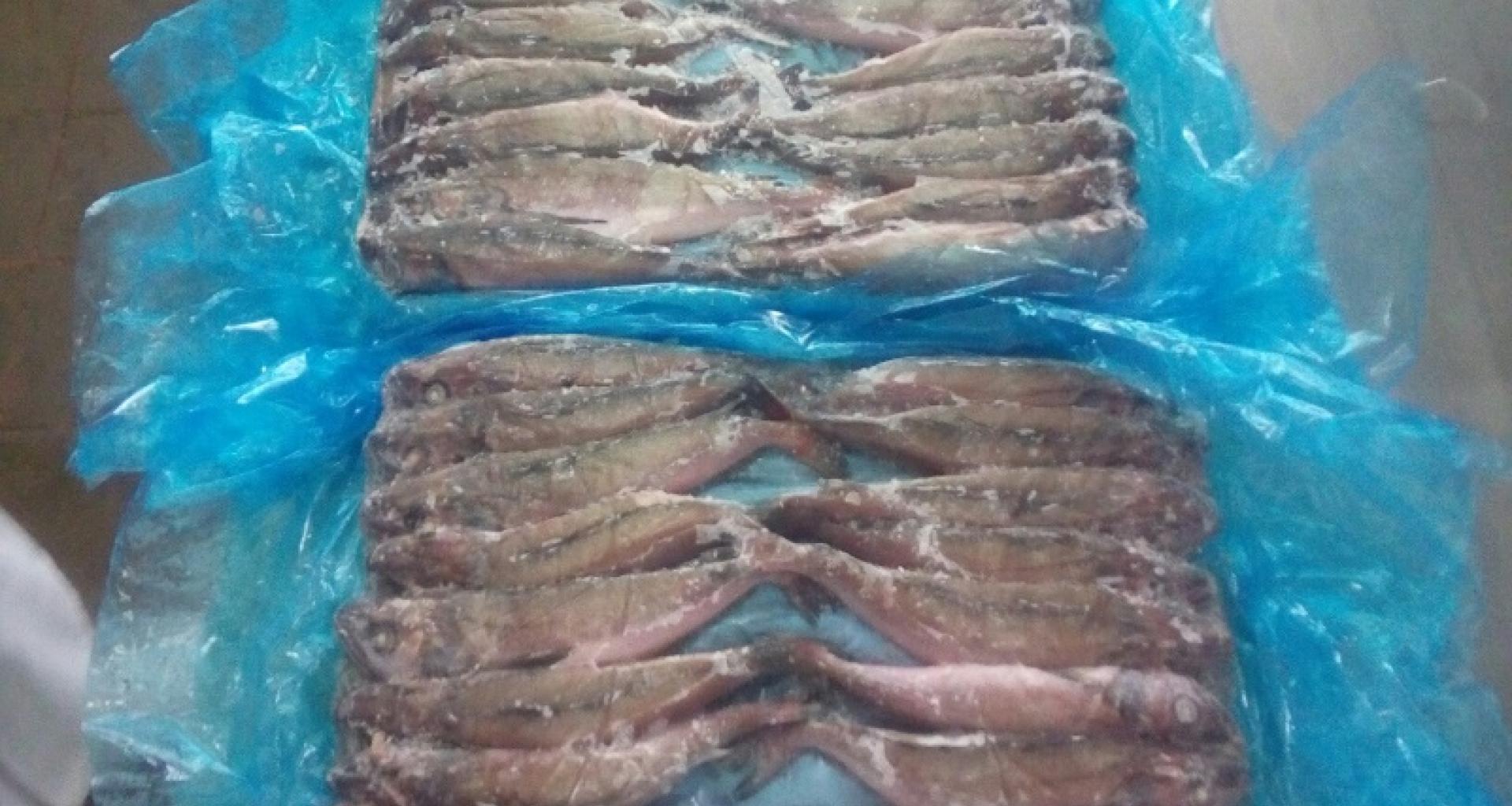 Pescada Merluccius Gayi (Inteira, HG, HGT, Filete) - Pescada HG