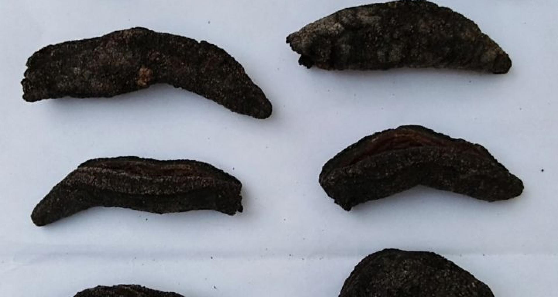 Dried sea cucumber Patallus Mollis - Dried cucumber