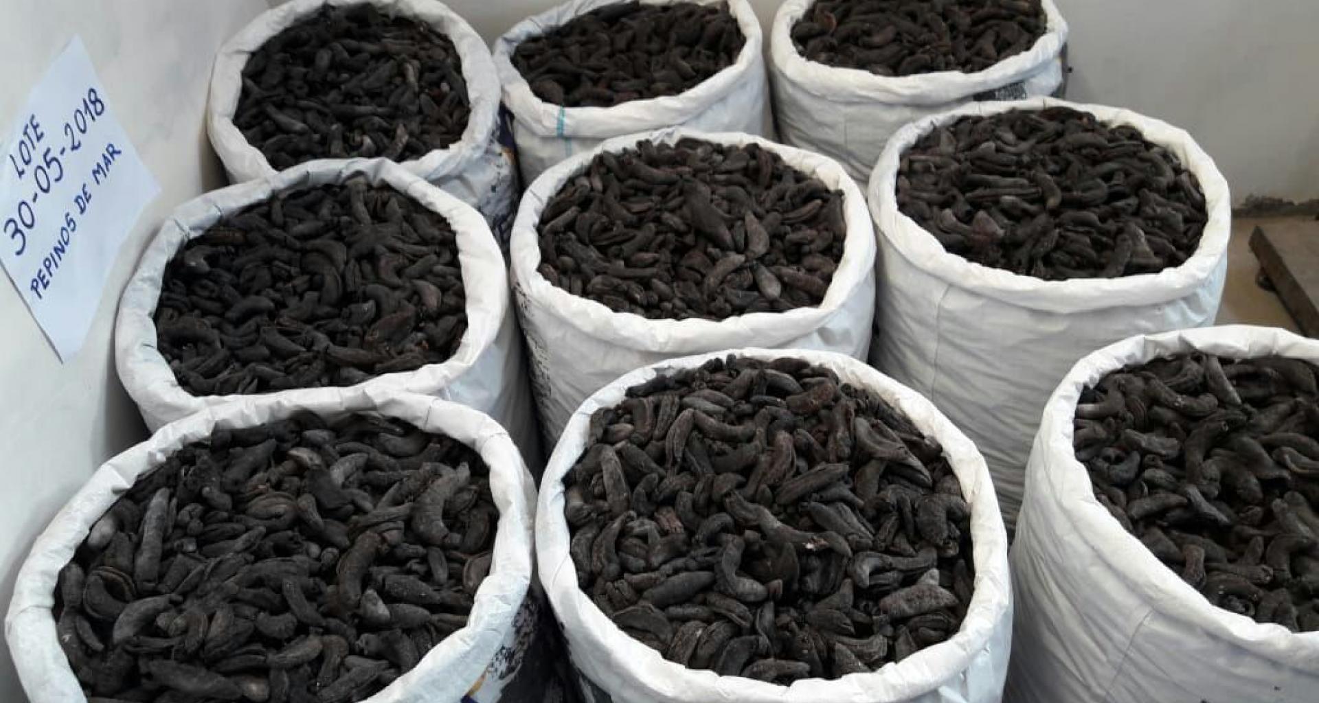 Dried sea cucumber Patallus Mollis - Dried cucumber