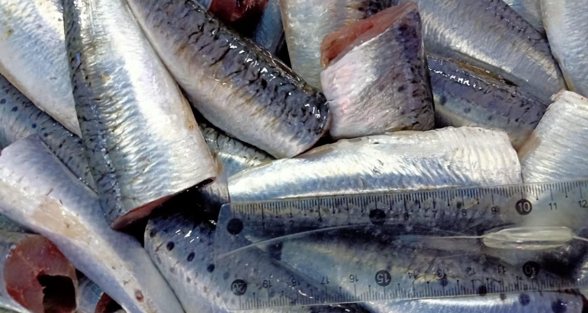 Sardine origin Morocco - Product view measures