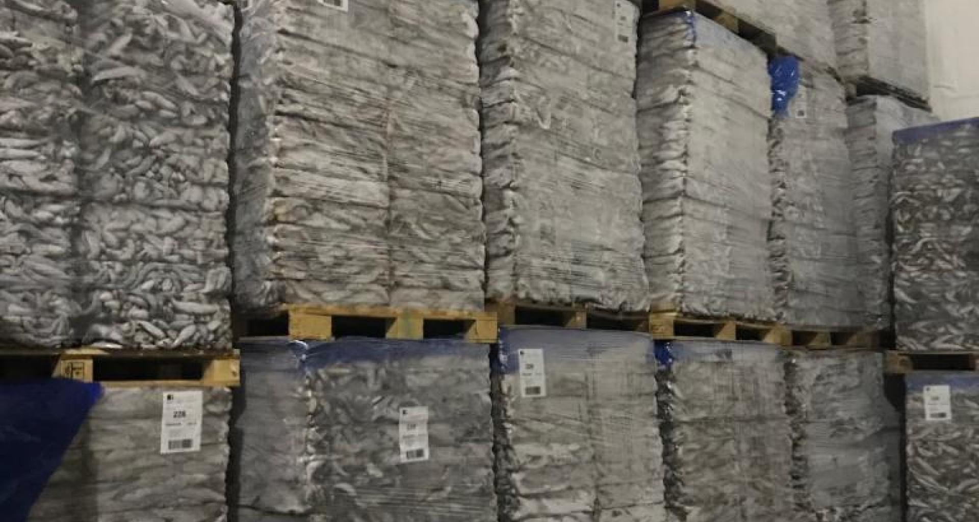 Sardine origin Morocco - Product view warehouse