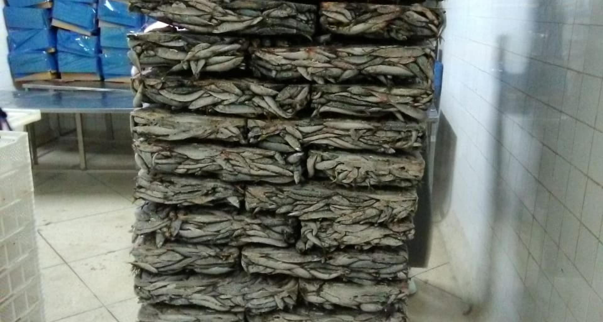 Sardine origin Morocco - View frozen stored product