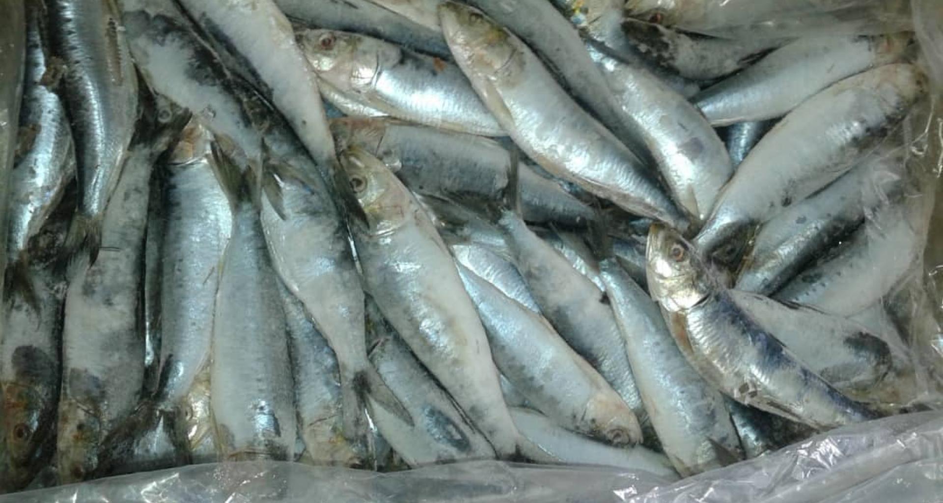 Sardine origin Morocco - View whole product