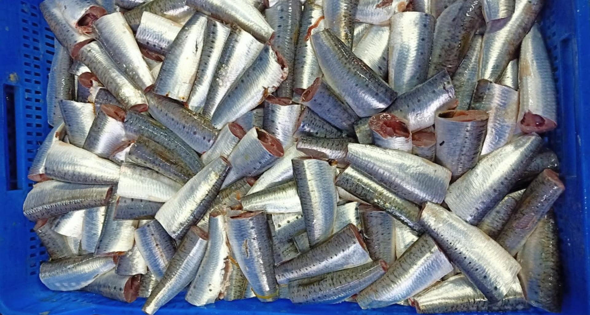 Sardine origin Morocco - Cut product view