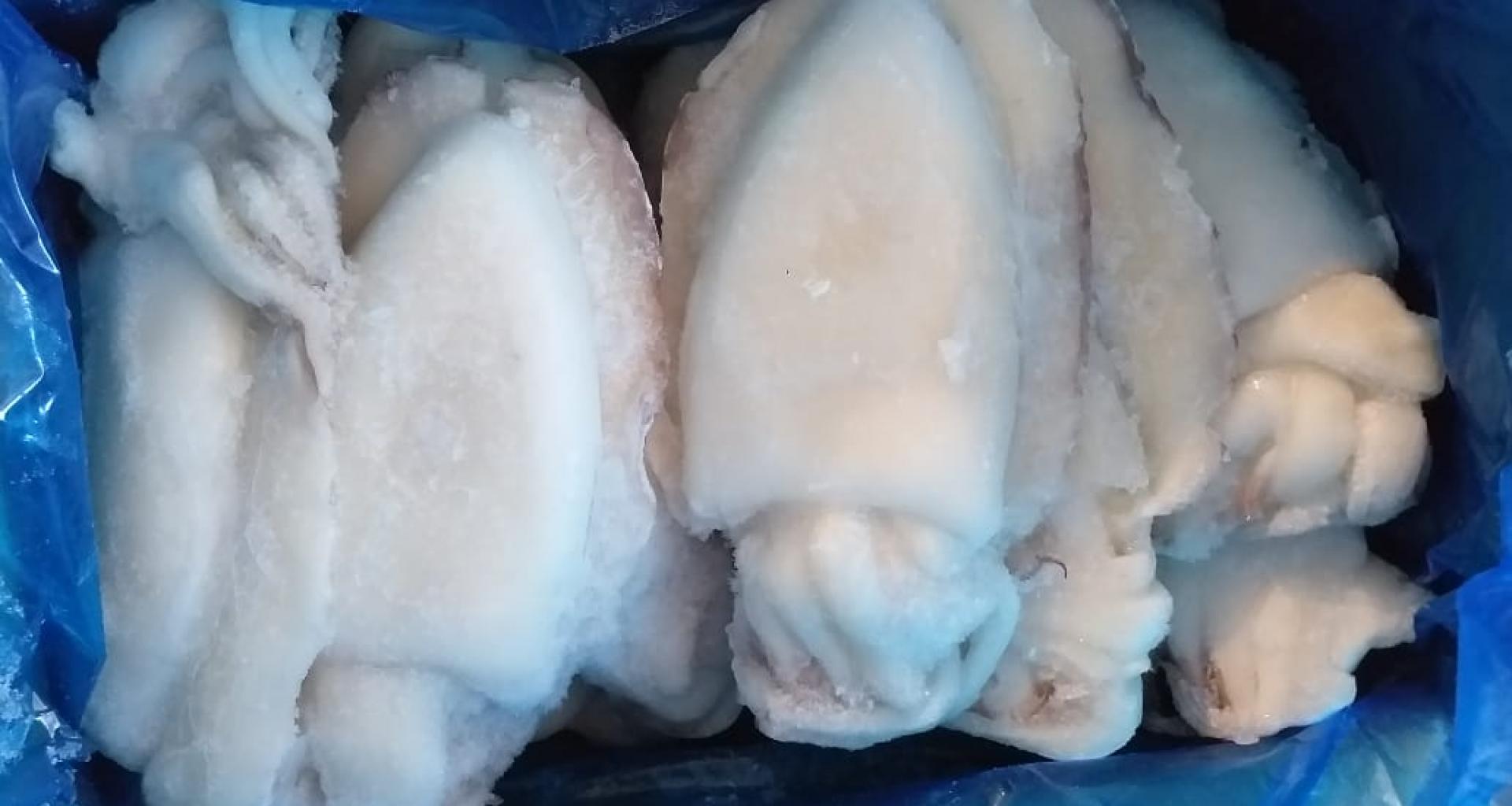 Cuttlefish - origin Senegal - view frozen product