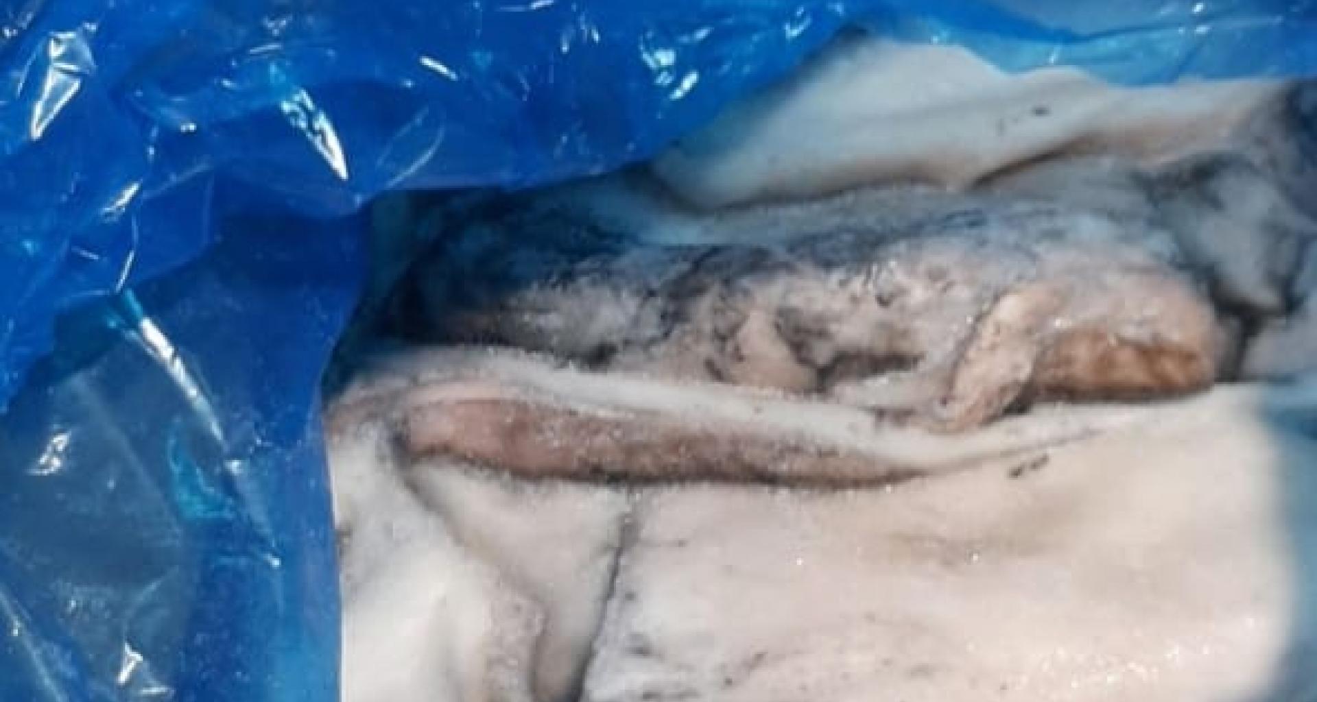 Cuttlefish - origin Senegal - view packed frozen product