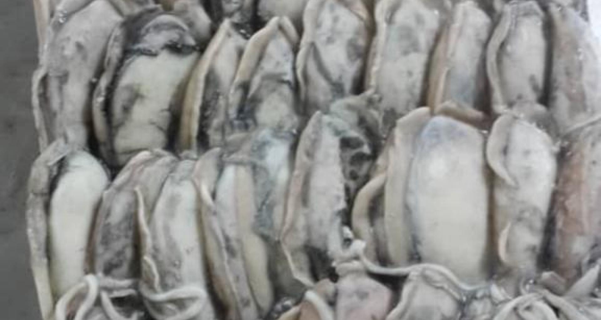 Cuttlefish - Senegal origin - product view