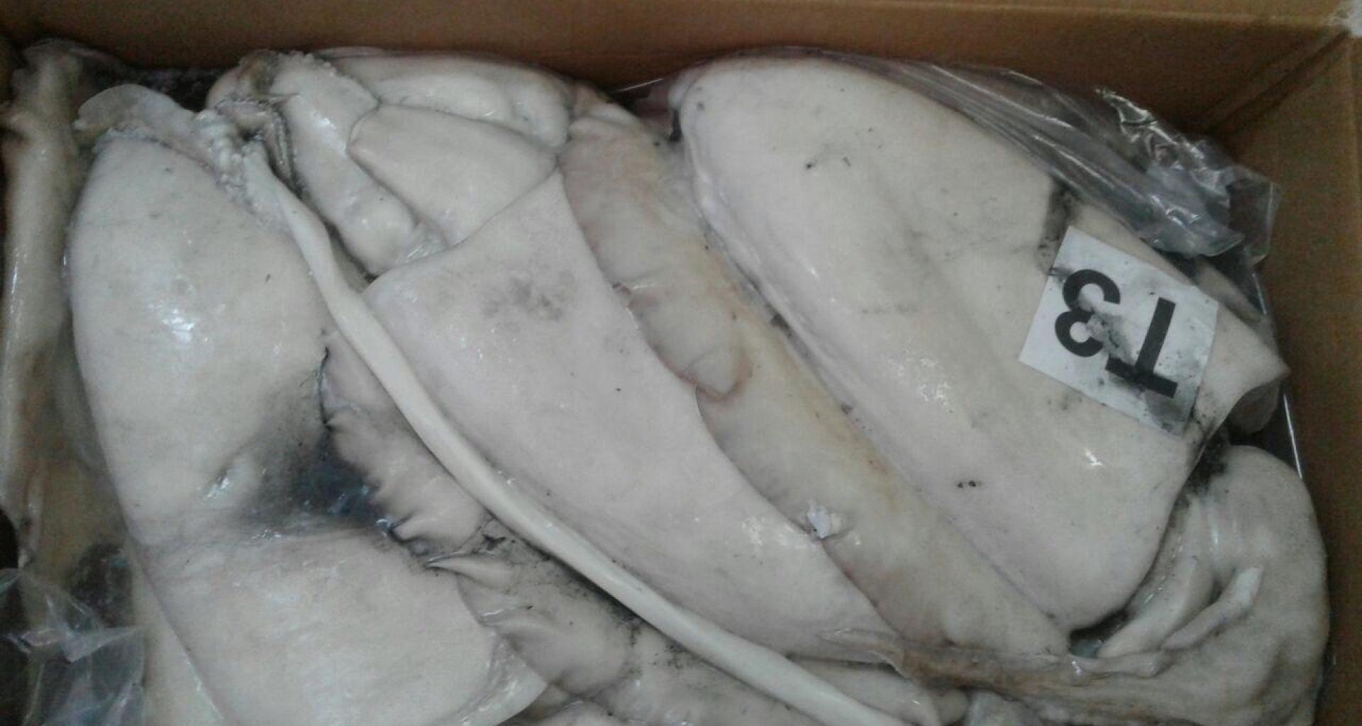 Cuttlefish - origin Senegal - fresh product view
